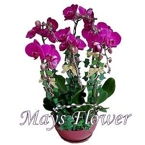 Mother’s Day Flower & Gift mothers-day-flower-2451