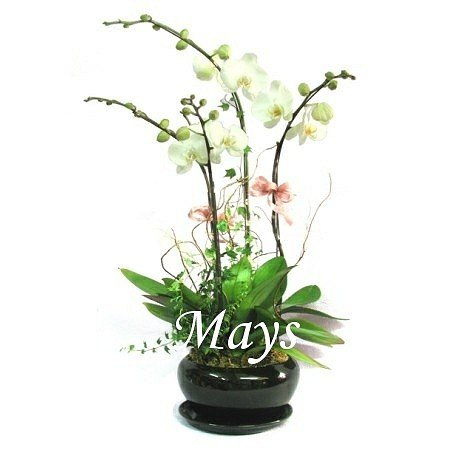 ˸` - mothers-day-flower-2450