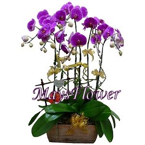 蝴蝶蘭花 orchid-0150