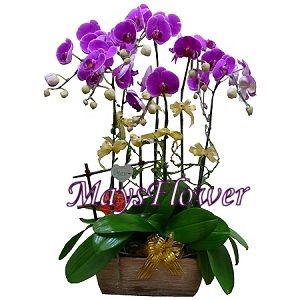 �������� orchid-0150