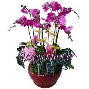蝴蝶蘭花 orchid-0160