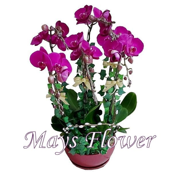 Mother's Day Flower - mothers-day-flower-2451