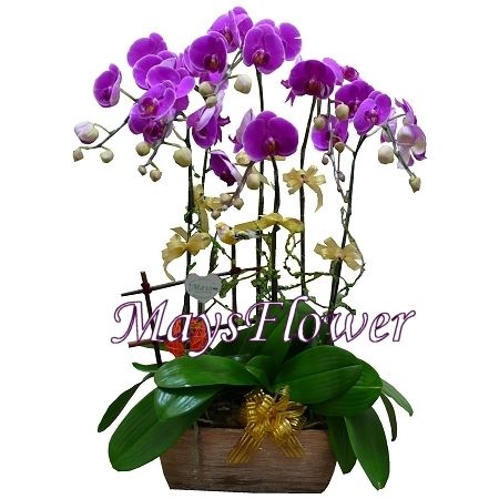 Orchids - orchid-0150